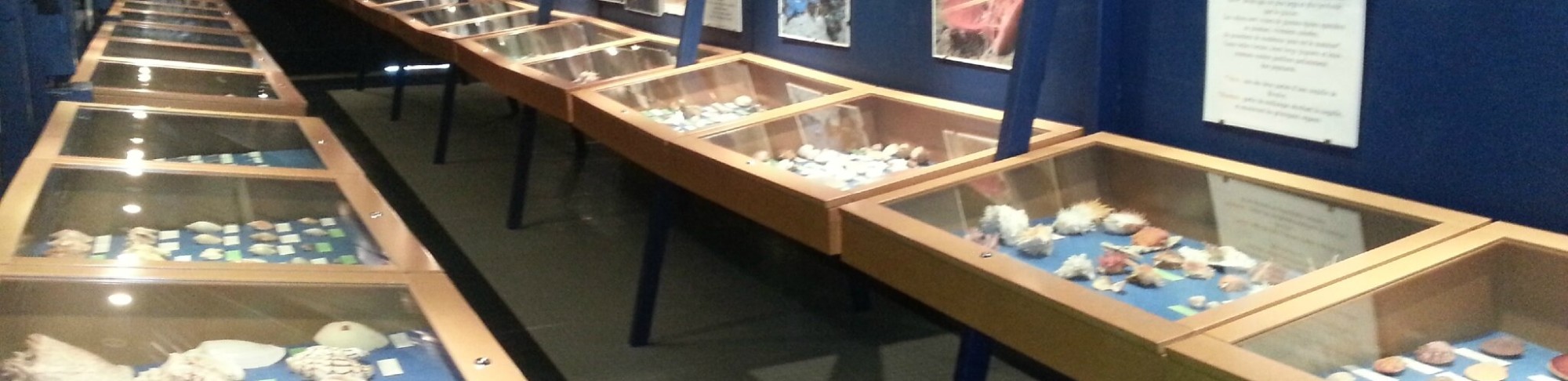 La Croix des Fontenelles - Museum du coquillage