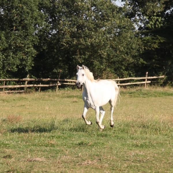 croix des fontenelles vendée Nos animaux